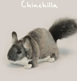 Hansa Chinchilla