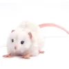 Ratte Stofftier weiß Hansa 12 cm